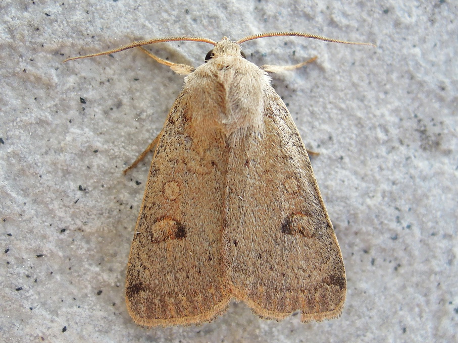 Xestia castanea (Noctuidae)